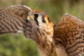 Female American Kestrel Royalty Free Stock Photo