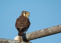 Female American Kestrel Royalty Free Stock Photo