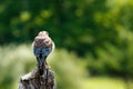 A female American Kestrel looking back from a perch in New Mexico. Royalty Free Stock Photo