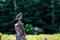 A female American Kestrel looking back from a perch in New Mexico. Royalty Free Stock Photo