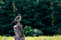 A female American Kestrel looking back from a perch in New Mexico. Royalty Free Stock Photo