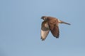 Female American Kestrel In Flight Royalty Free Stock Photo