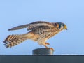 A female American Kestrel on a perch.