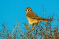 American Kestrel Royalty Free Stock Photo