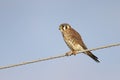 Female American Kestrel perched on a wire - Florida Royalty Free Stock Photo