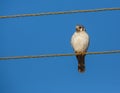 Female American Kestrel on a wire Royalty Free Stock Photo