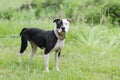 White and Black Pitbull dog with blue eye, pet rescue adoption photography Royalty Free Stock Photo