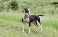 White and Black Pitbull dog with blue eye, pet rescue adoption photography Royalty Free Stock Photo