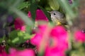 American Redstart Bird Hiding In Petunias