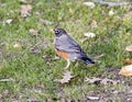 Female American robin standing in grass in Dallas, Texas Royalty Free Stock Photo