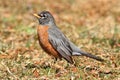 Female American Robin (Turdus migratorius) Royalty Free Stock Photo