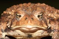 Female American Toad Bufo americanus Royalty Free Stock Photo