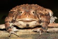 Female American Toad Bufo americanus Royalty Free Stock Photo