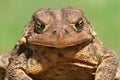 Female American Toad (Bufo americanus) Royalty Free Stock Photo