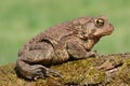 Female American Toad (Bufo americanus) Royalty Free Stock Photo