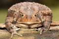 Female American Toad Bufo americanus Royalty Free Stock Photo