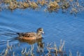 Female American Wigeon duck swimming in the Nisqually Estuary of Nisqually National Wildlife Refuge, Washington State Royalty Free Stock Photo