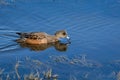 Female American Wigeon duck swimming in the Nisqually Estuary of Nisqually National Wildlife Refuge, Washington State Royalty Free Stock Photo