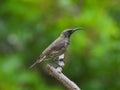 Female amethyst sunbird isolated in the wild