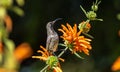 Female Amethyst Sunbird Royalty Free Stock Photo