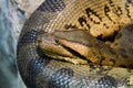 Female anaconda