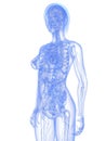 Female anatomy Royalty Free Stock Photo