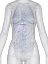 Female anatomy - gallbladder