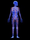 Female anatomy - lymphatic system Royalty Free Stock Photo