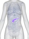 Female anatomy - pancreas