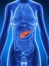 Female anatomy - pancreas Royalty Free Stock Photo