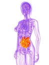 Female anatomy - small intestine