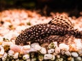 Female Ancistrus (Bristle-nose Catfish)