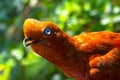 Female Andean Cock of the Rock in Colombia Royalty Free Stock Photo