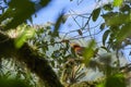 female Andean cock of the rock, Rupicola peruvianus. Royalty Free Stock Photo