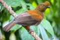 The female Andean cock-of-the-rock (Rupicola peruvianus) Royalty Free Stock Photo