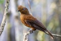 The female Andean cock-of-the-rock (Rupicola peruvianus) Royalty Free Stock Photo