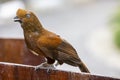 The female Andean cock-of-the-rock (Rupicola peruvianus) Royalty Free Stock Photo