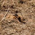 Andrena gravida while digging Royalty Free Stock Photo