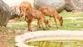 Female Angus antelopes (Tragelaphus angasii) eating grass Royalty Free Stock Photo