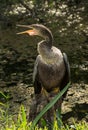 Anhinga Bird