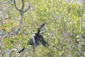 Female anhinga bird Tree Everglades Florida Royalty Free Stock Photo