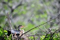 Female anhinga & chicks in nest Royalty Free Stock Photo