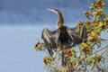 Female Anhinga Drying its Wings in a Brazilian Pepper Tree