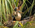 Female anhinga sitting on it`s nest