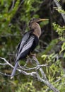 Female anhinga sitting in the trees next to Shark Valley Trail in the Everglades National Park in Florida. Royalty Free Stock Photo