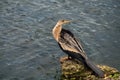 Female Anhinga