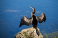 Female Anhinga