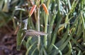 Female Anna`s hummingbird Calypte anna feeding in flight 2 Royalty Free Stock Photo