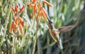 Female Anna`s hummingbird Calypte anna feeding in flight Royalty Free Stock Photo