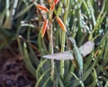 Female Anna`s hummingbird Calypte anna feeding in flight 3 Royalty Free Stock Photo